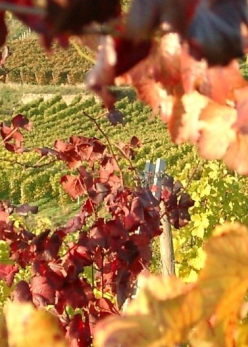 10220036 frueburgunder vor Hemsberg